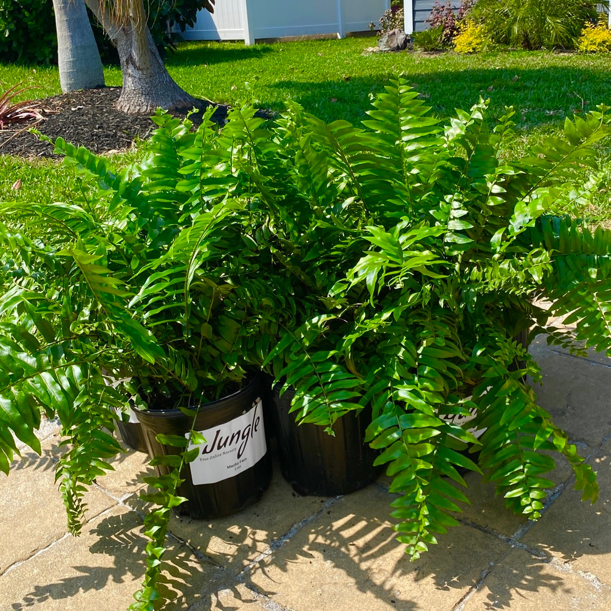 Macho Fern