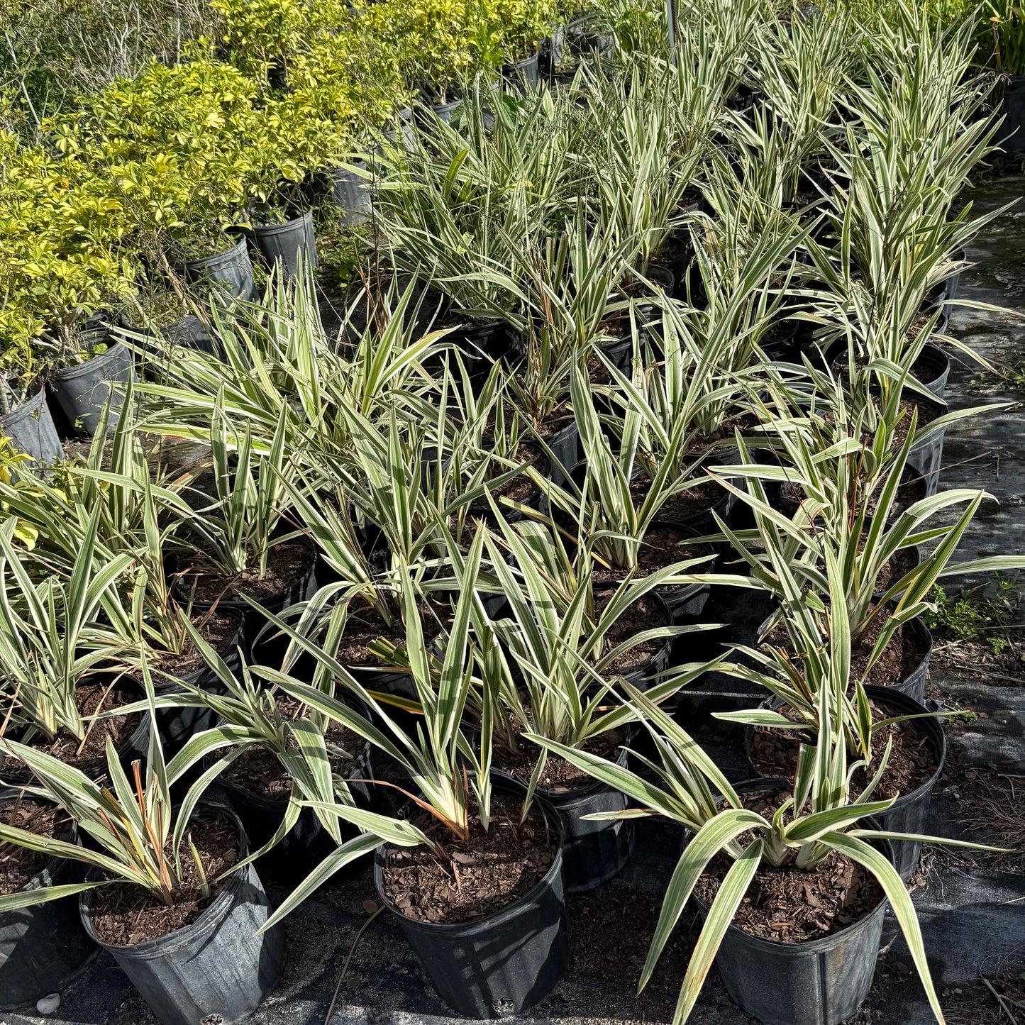 Variegated Flax Lily