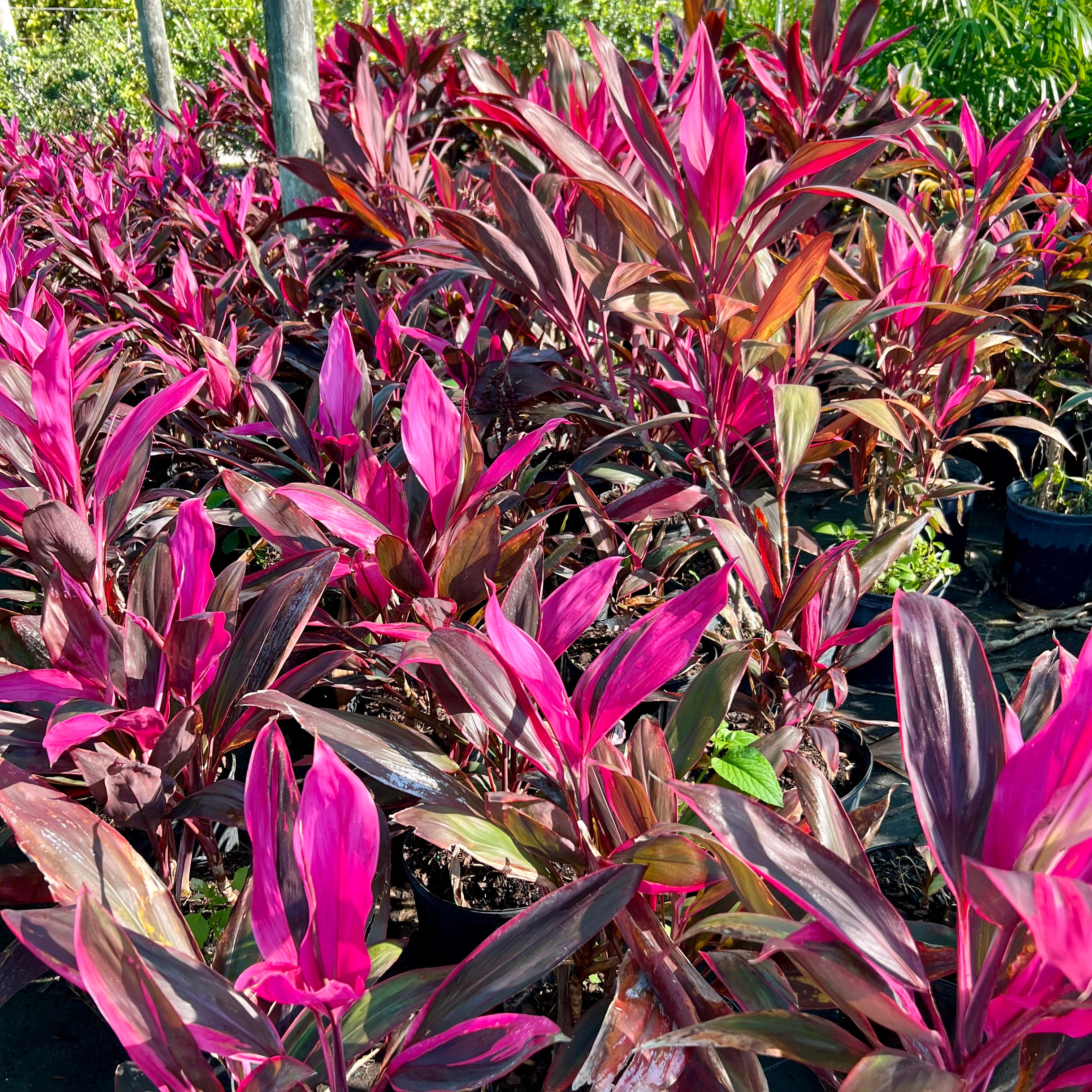 dracaena red sister Red Sister – Jungle Plants
