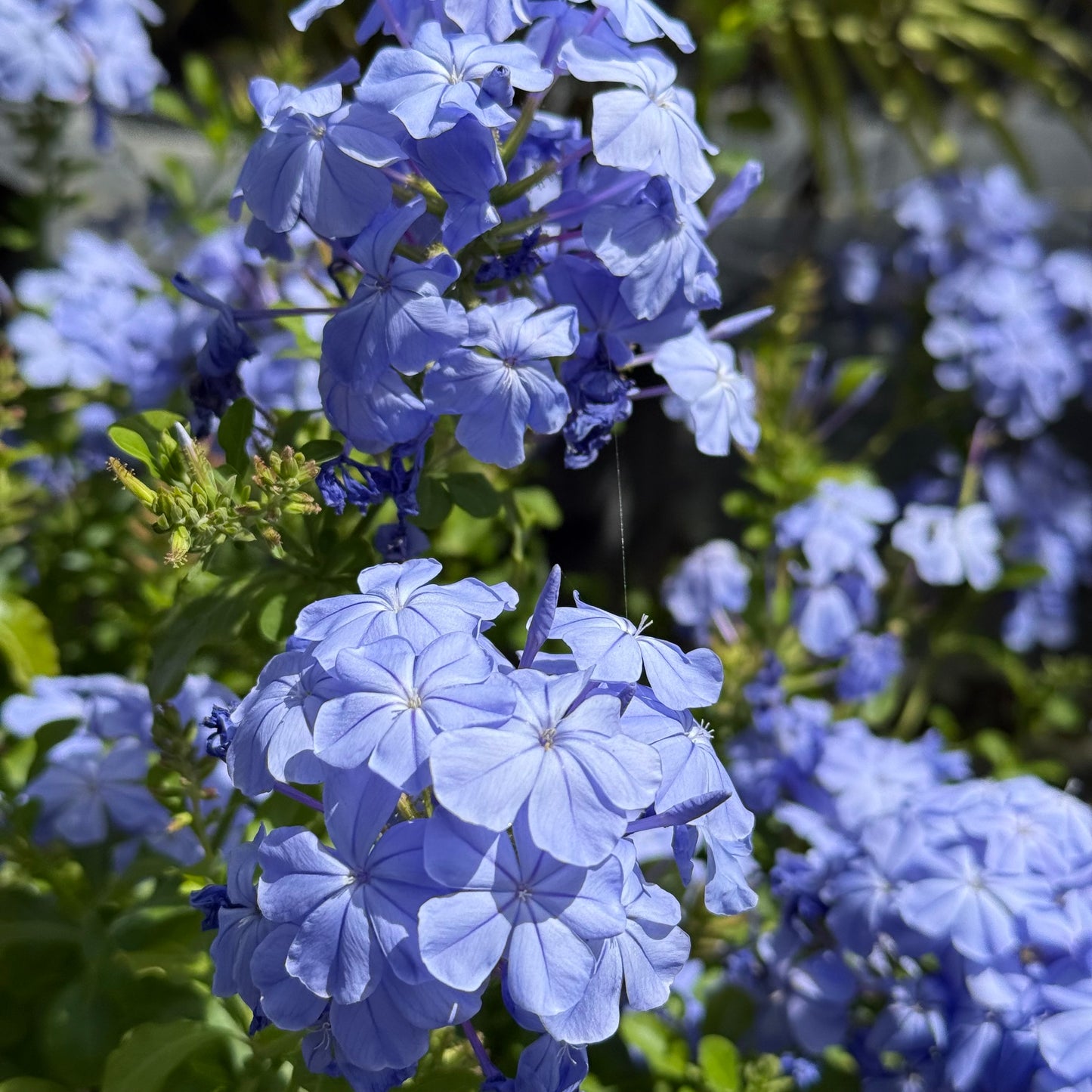 Blue Plumbago