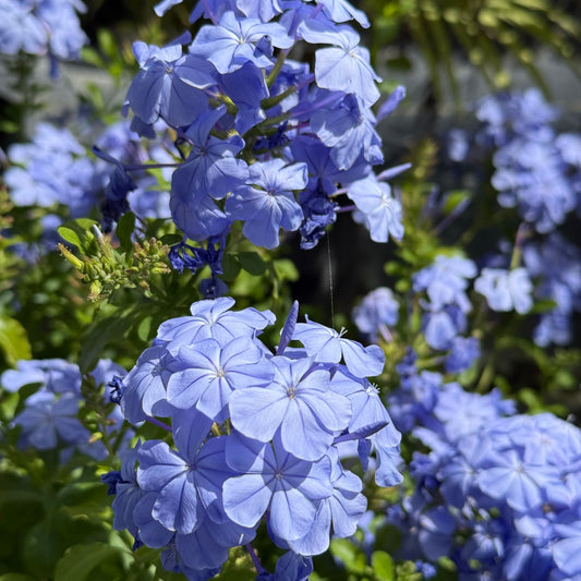 Blue Plumbago