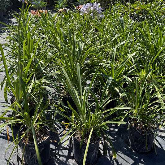Lily of the Nile