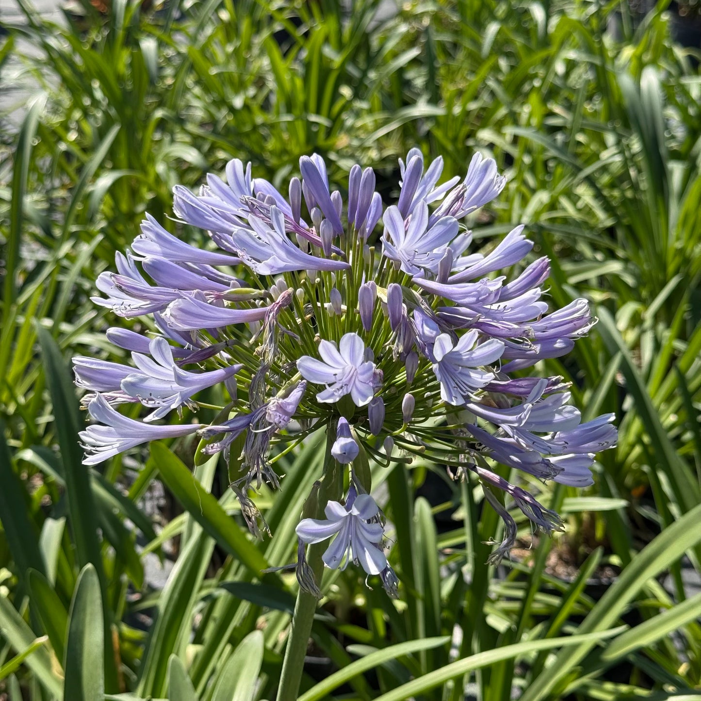 Lily of the Nile