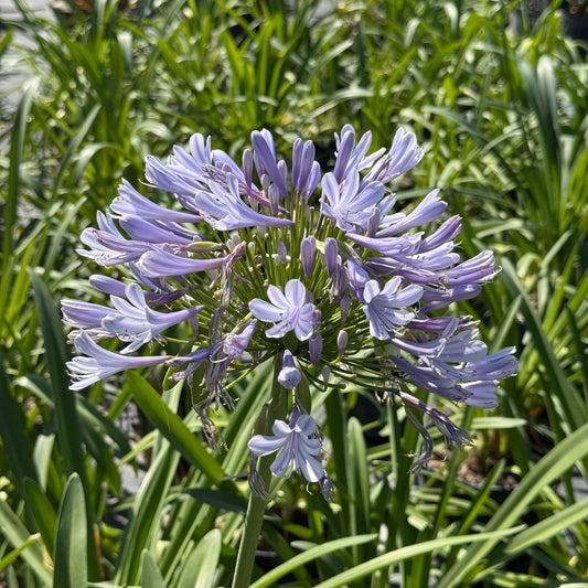 Lily of the Nile