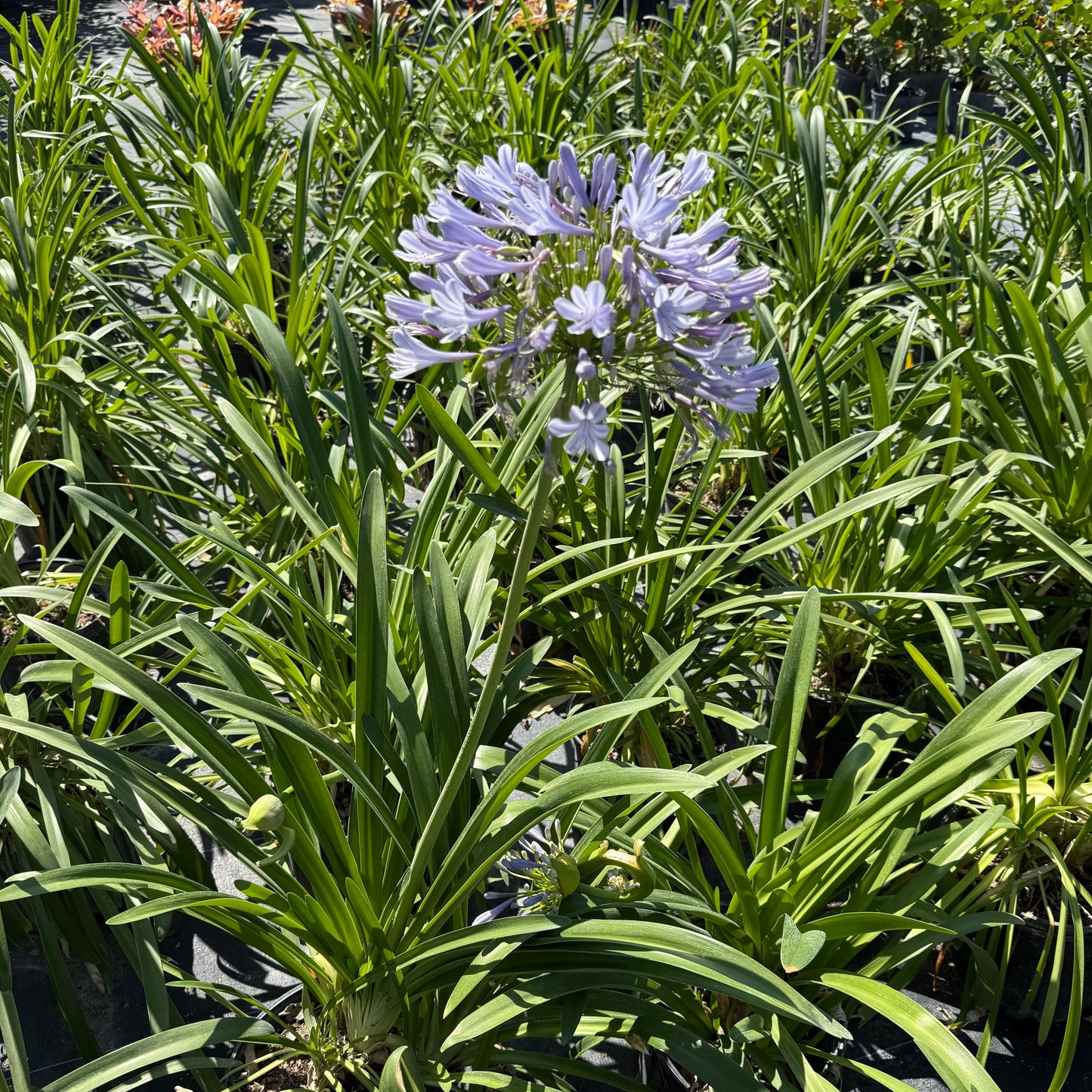 Lily of the Nile