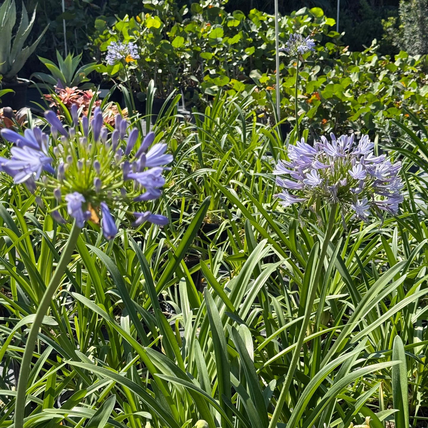 Lily of the Nile
