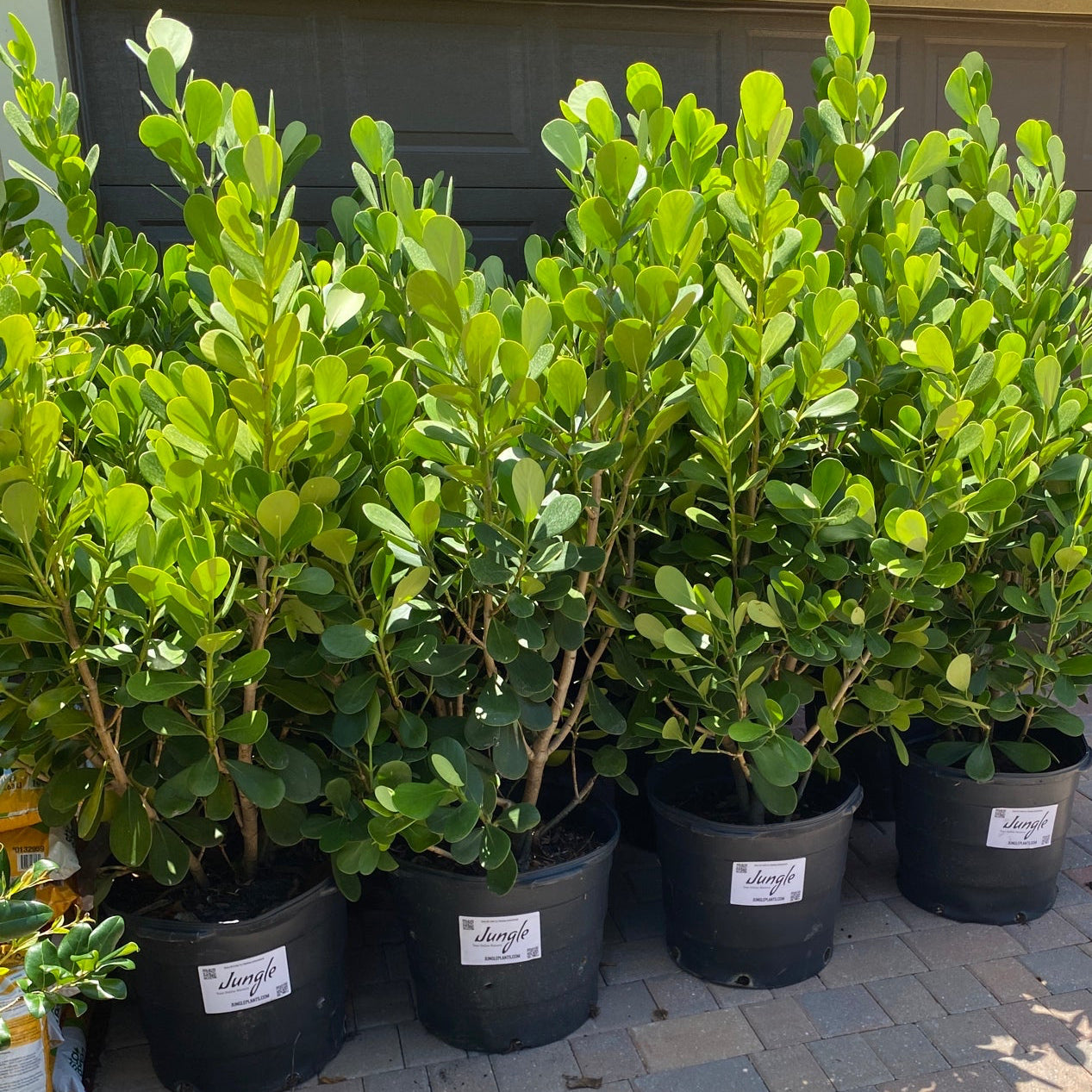 hedge plants for pots Clusia Hedge – Jungle Plants