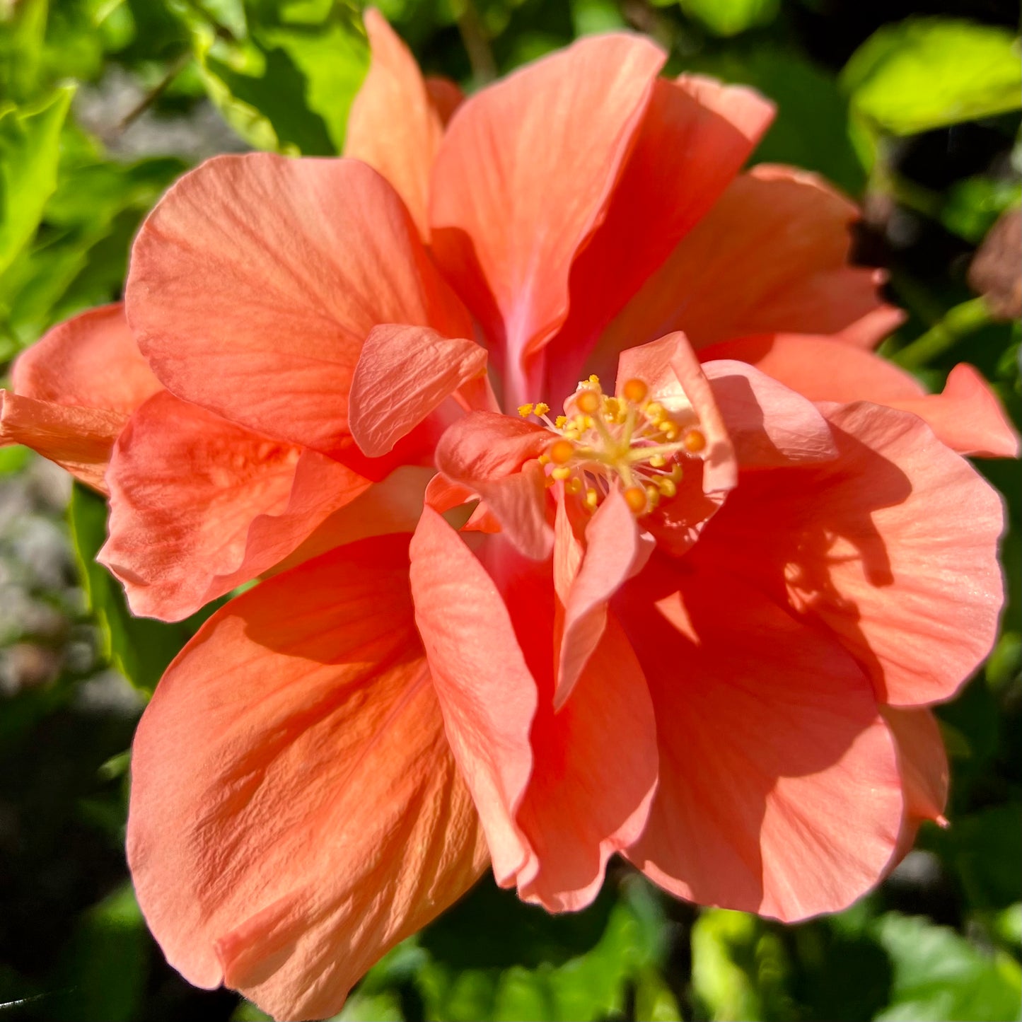 Hibiscus 'Peach'