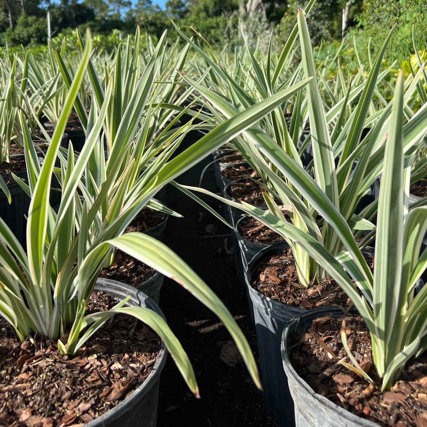 Variegated Flax Lily