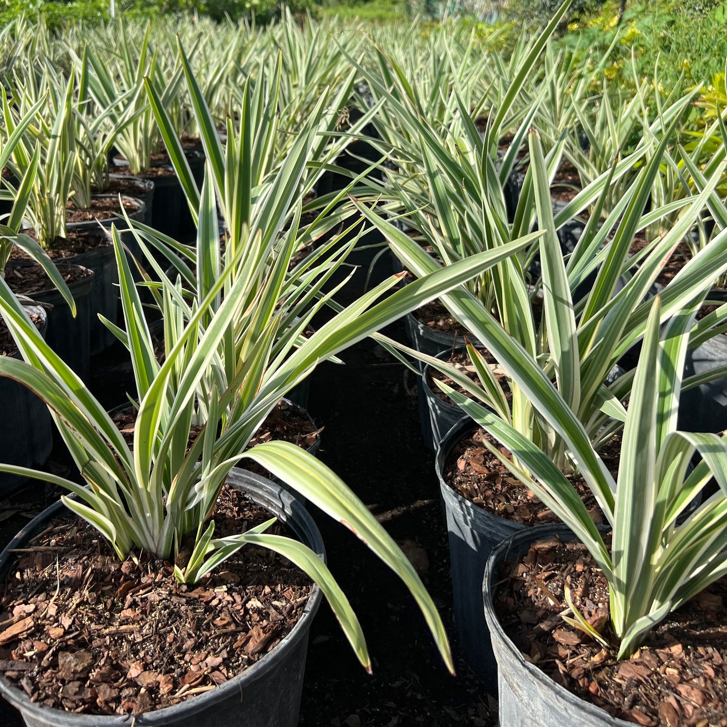 Variegated Flax Lily