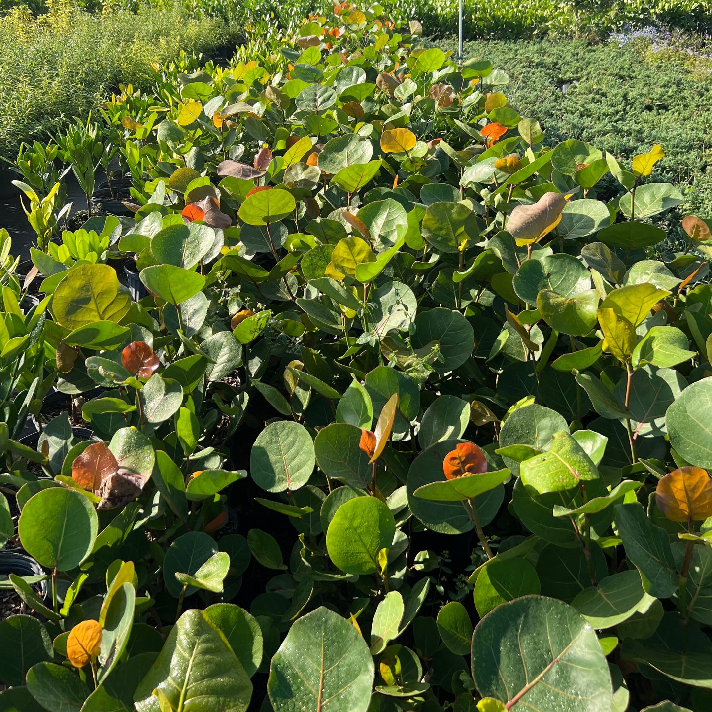 Sea Grape
