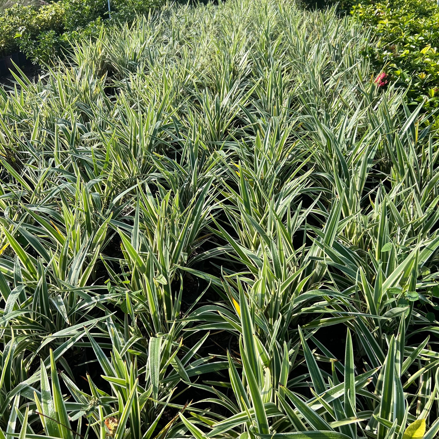 Variegated Flax Lily