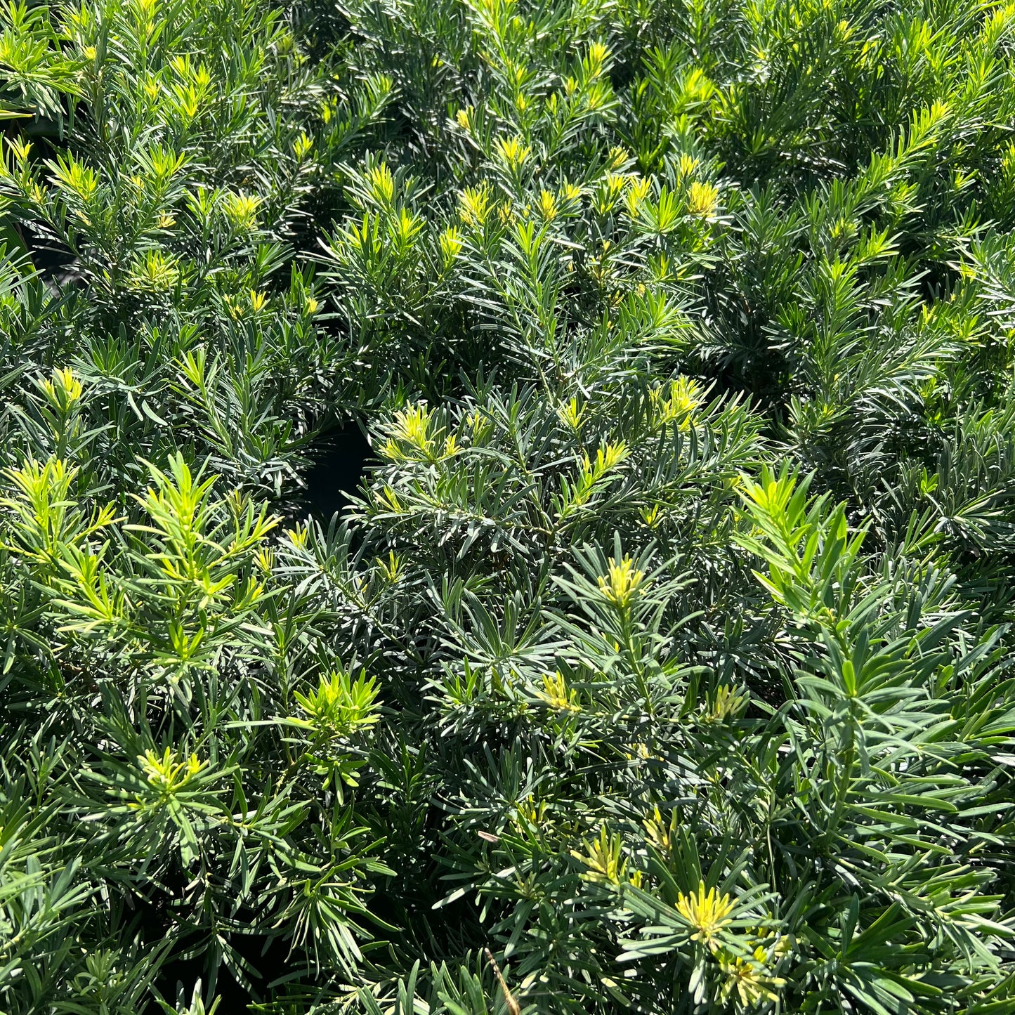 Podocarpus