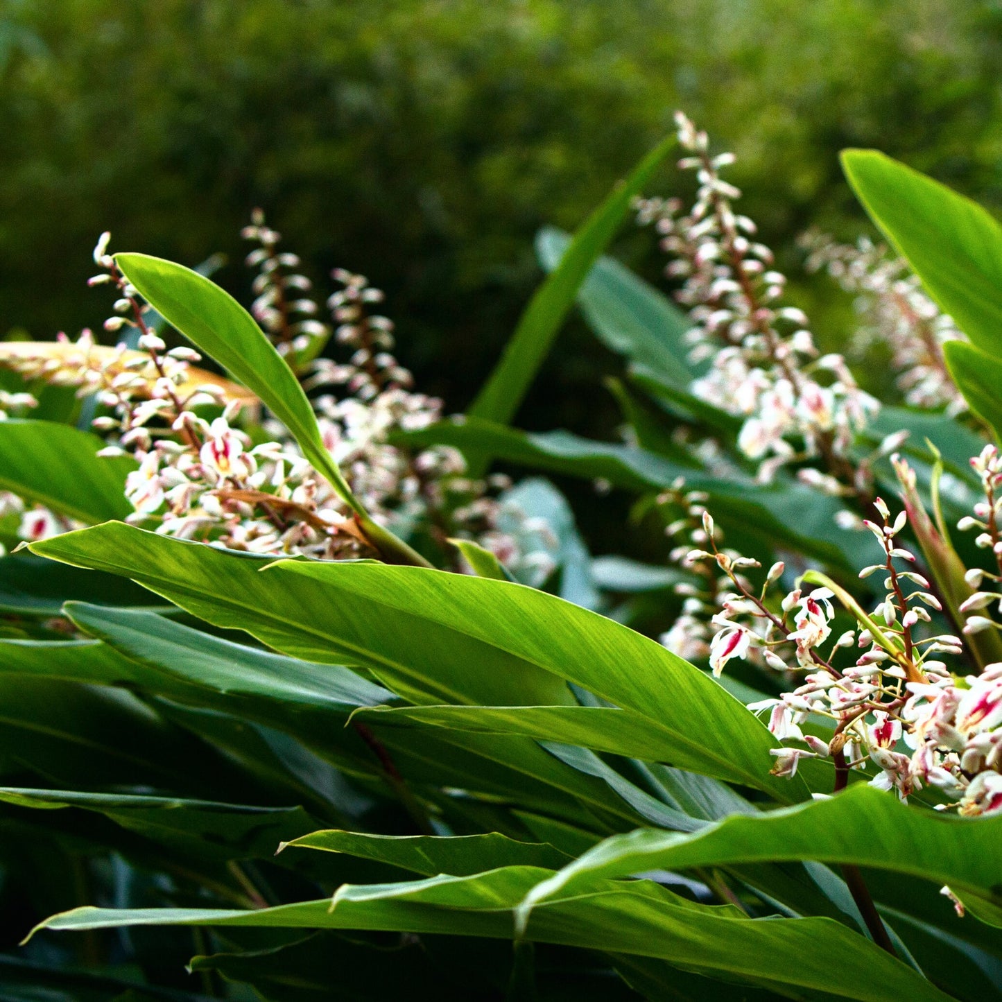 Green Shell Ginger