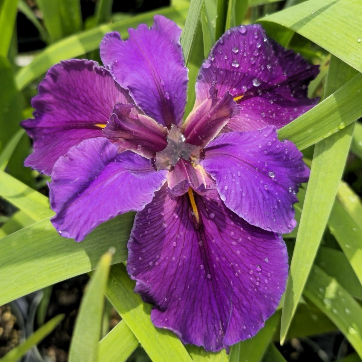 Iris 'Rocky Hunt'