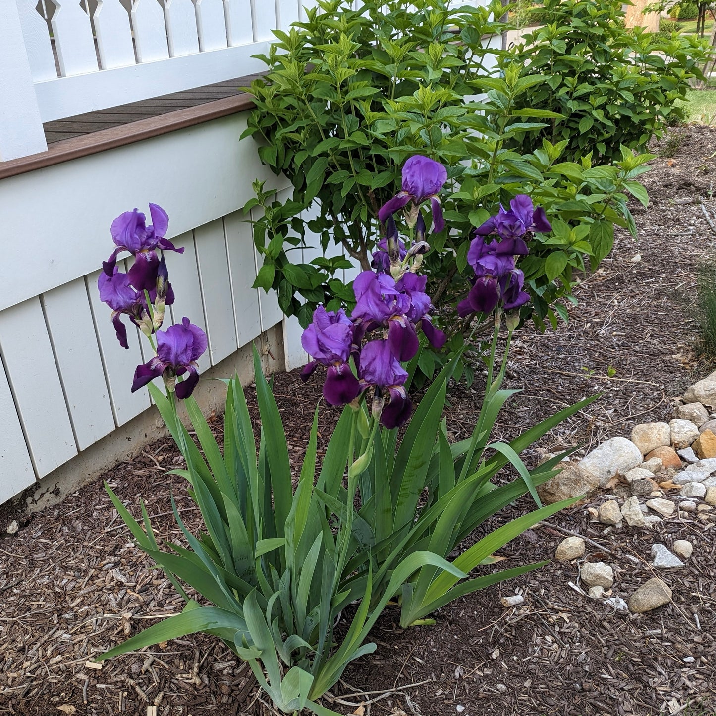 Iris 'Rocky Hunt'