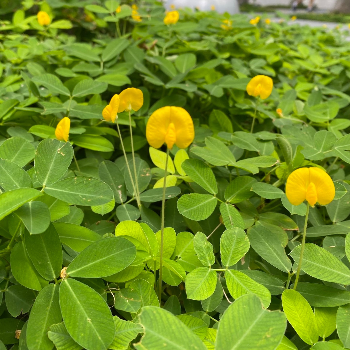 Perennial Peanut