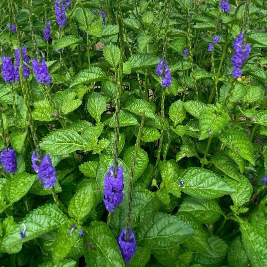Native Porterweed