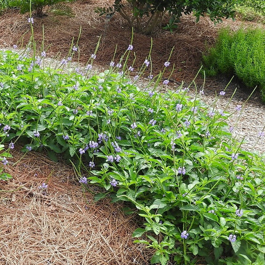 Native Porterweed