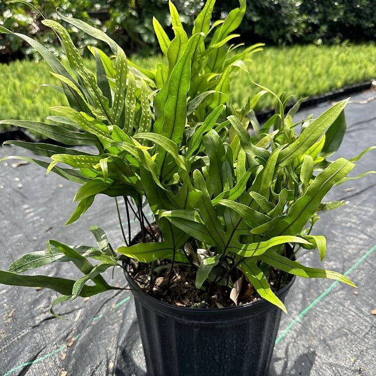 Wart Fern