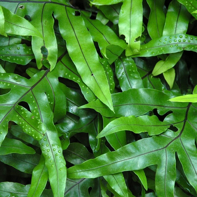Wart Fern
