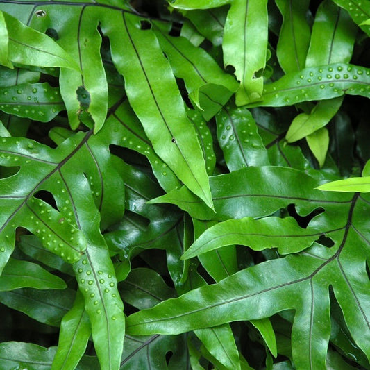 Wart Fern