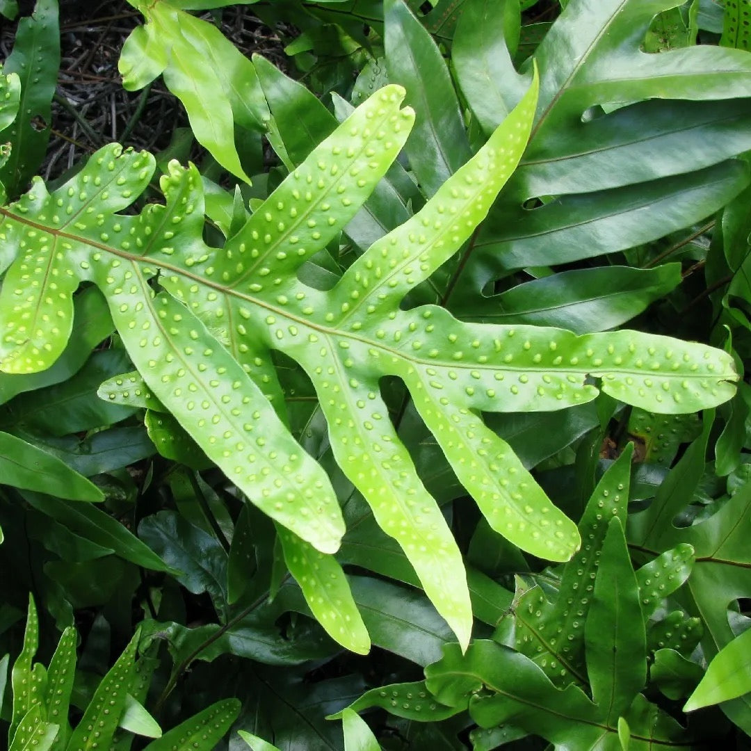 Wart Fern