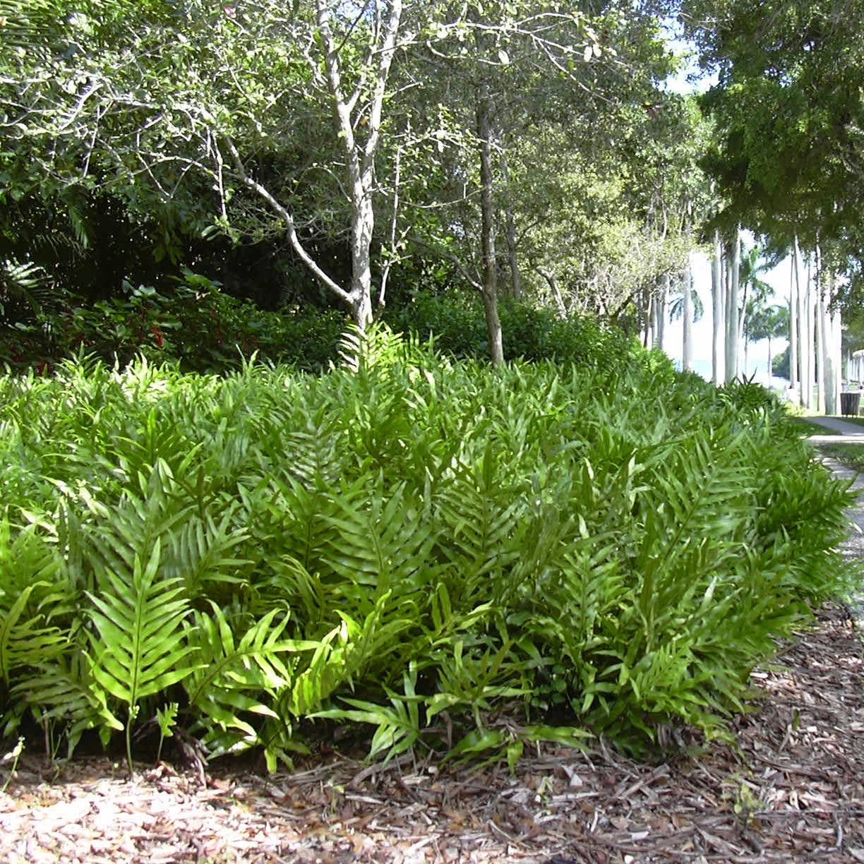Wart Fern