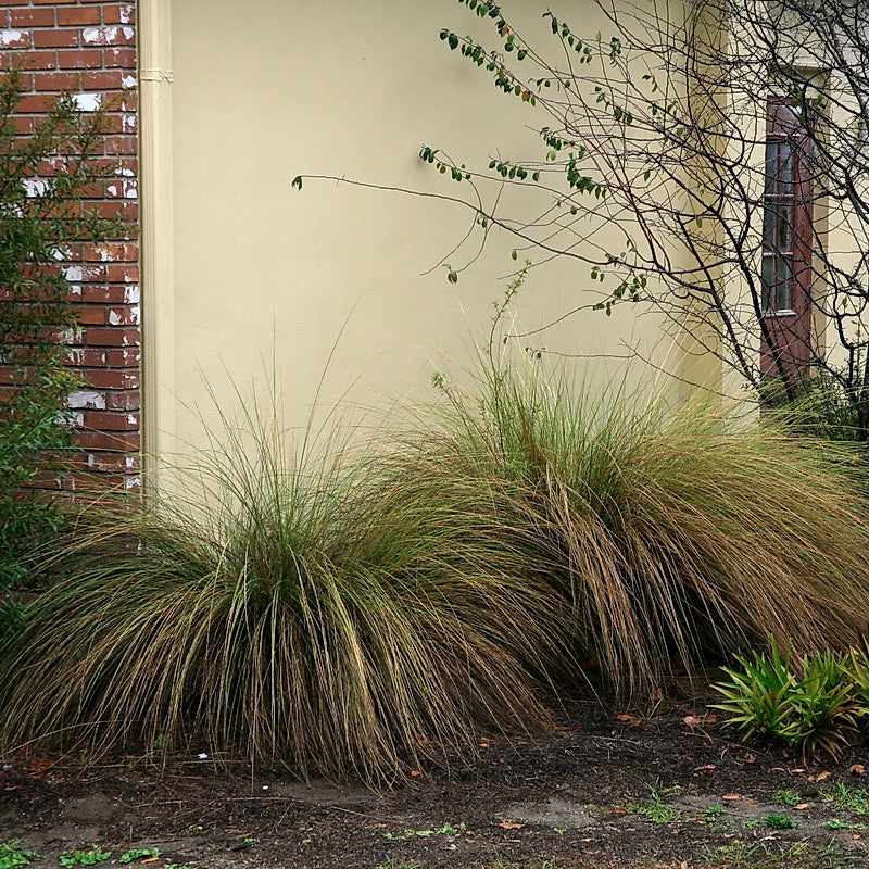 Sandcord Grass