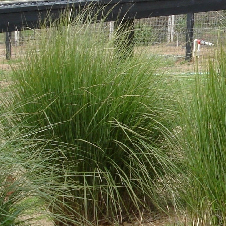 Sandcord Grass