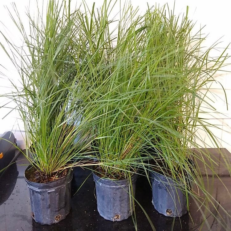 Sandcord Grass