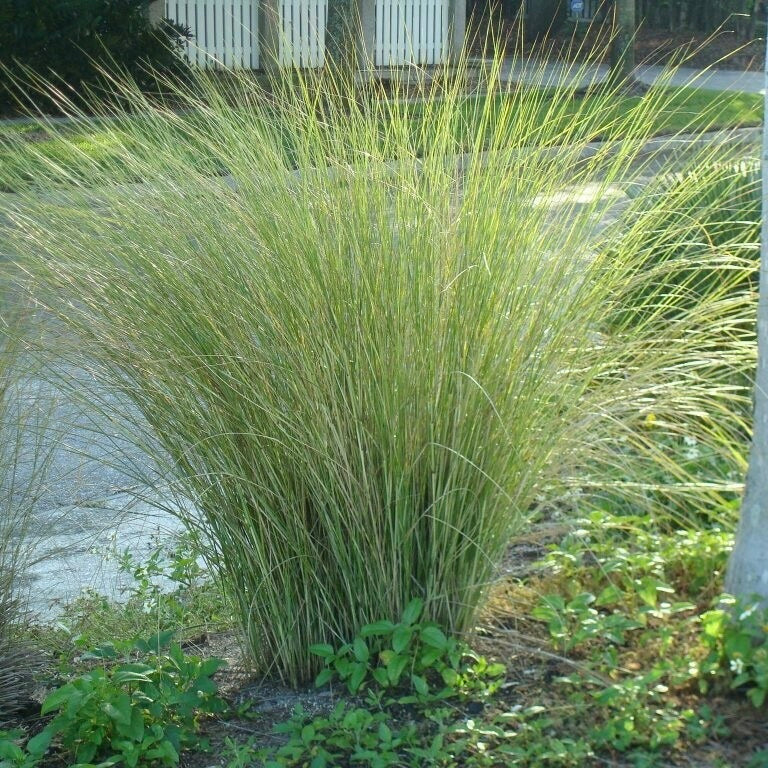 Sandcord Grass