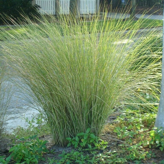 Sandcord Grass