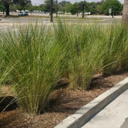 Sandcord Grass