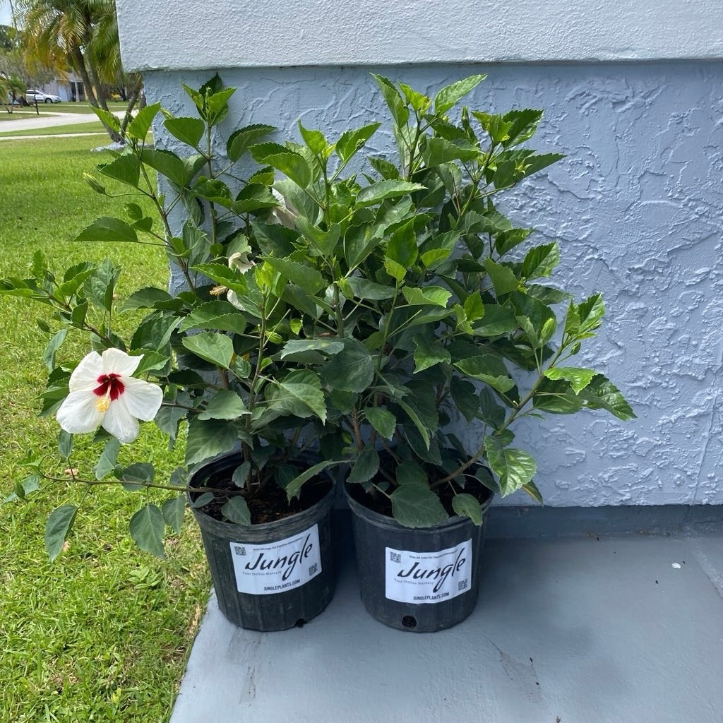 Hibiscus 'White Wing'