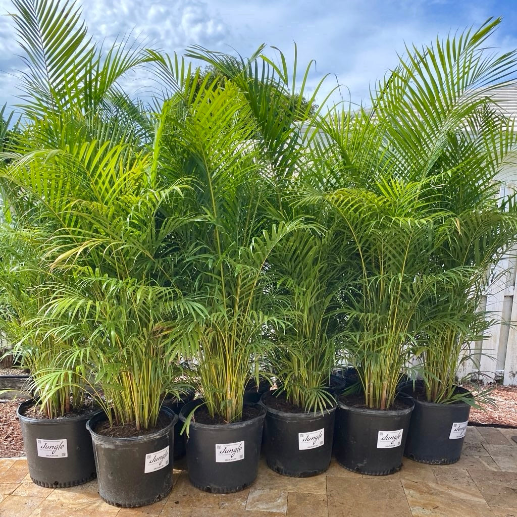areca palm growth rate per year Areca Palm