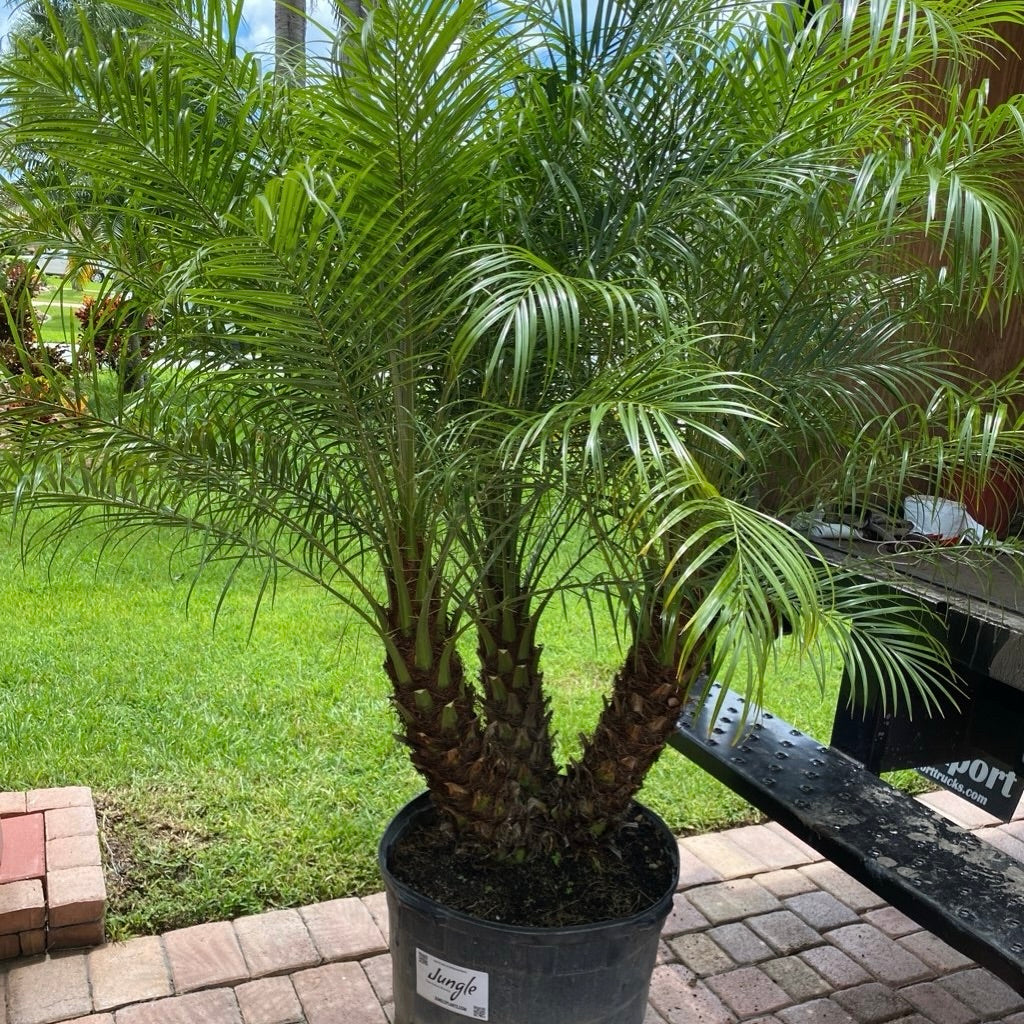Roebelenii - Pygmy Date Palm