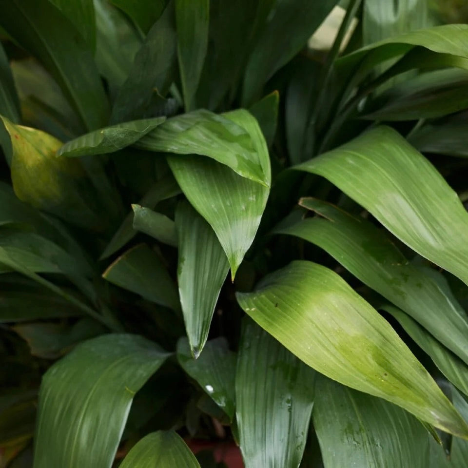 Cast Iron Plant