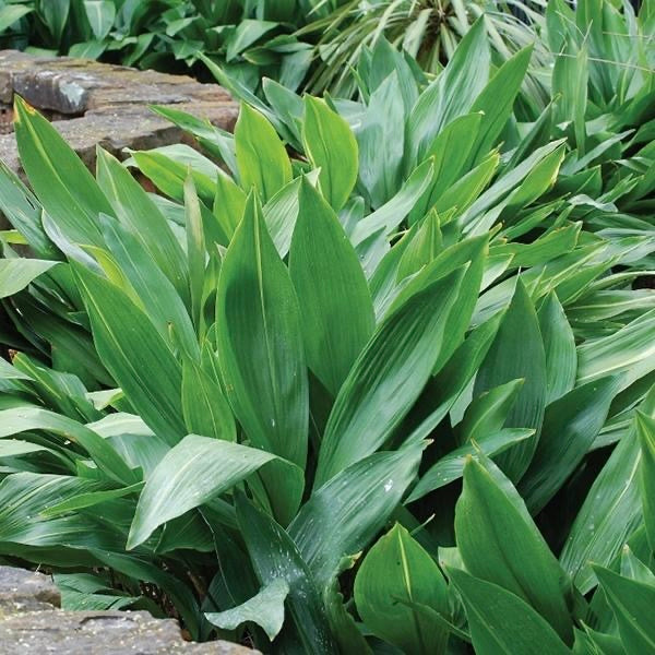 Cast Iron Plant