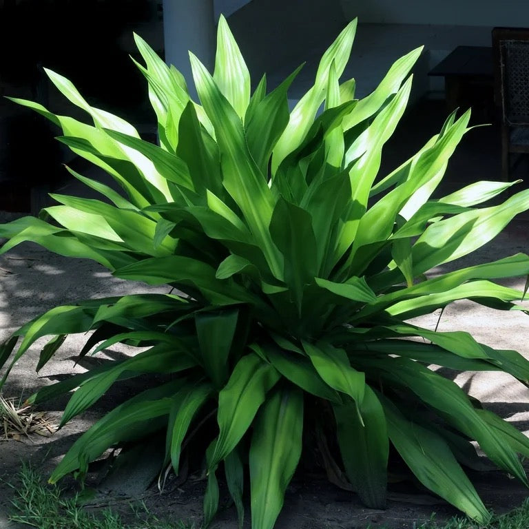 Cast Iron Plant