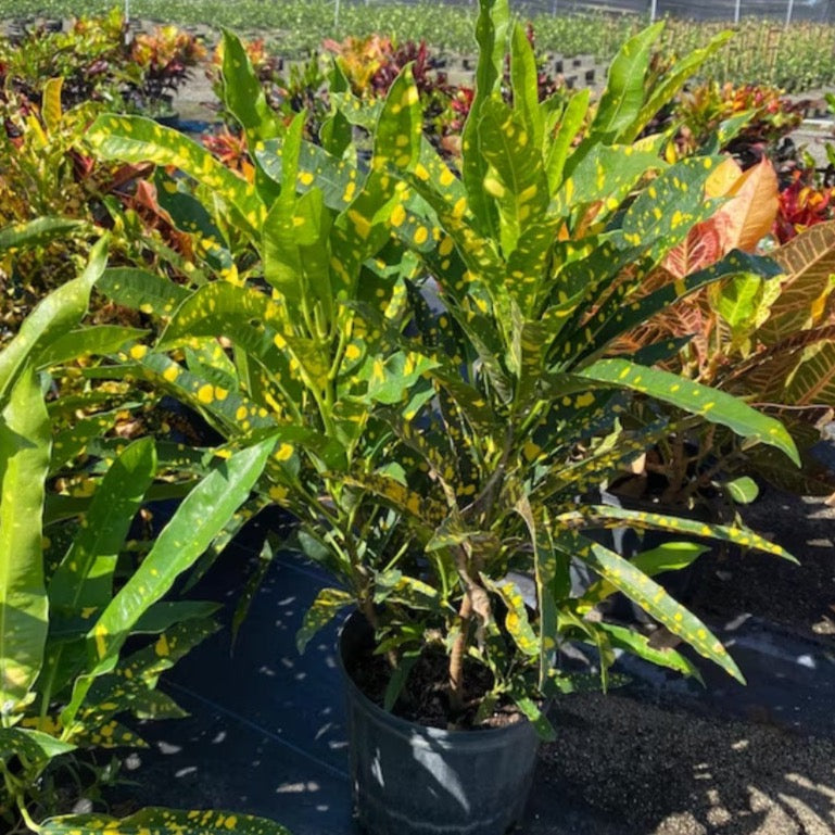Croton 'Sloppy Painter'