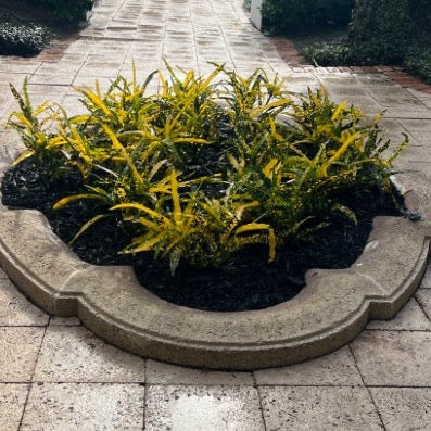 Croton 'Sloppy Painter'