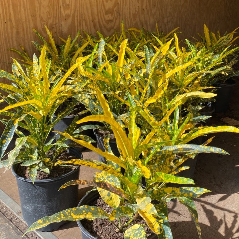 Croton 'Sloppy Painter'