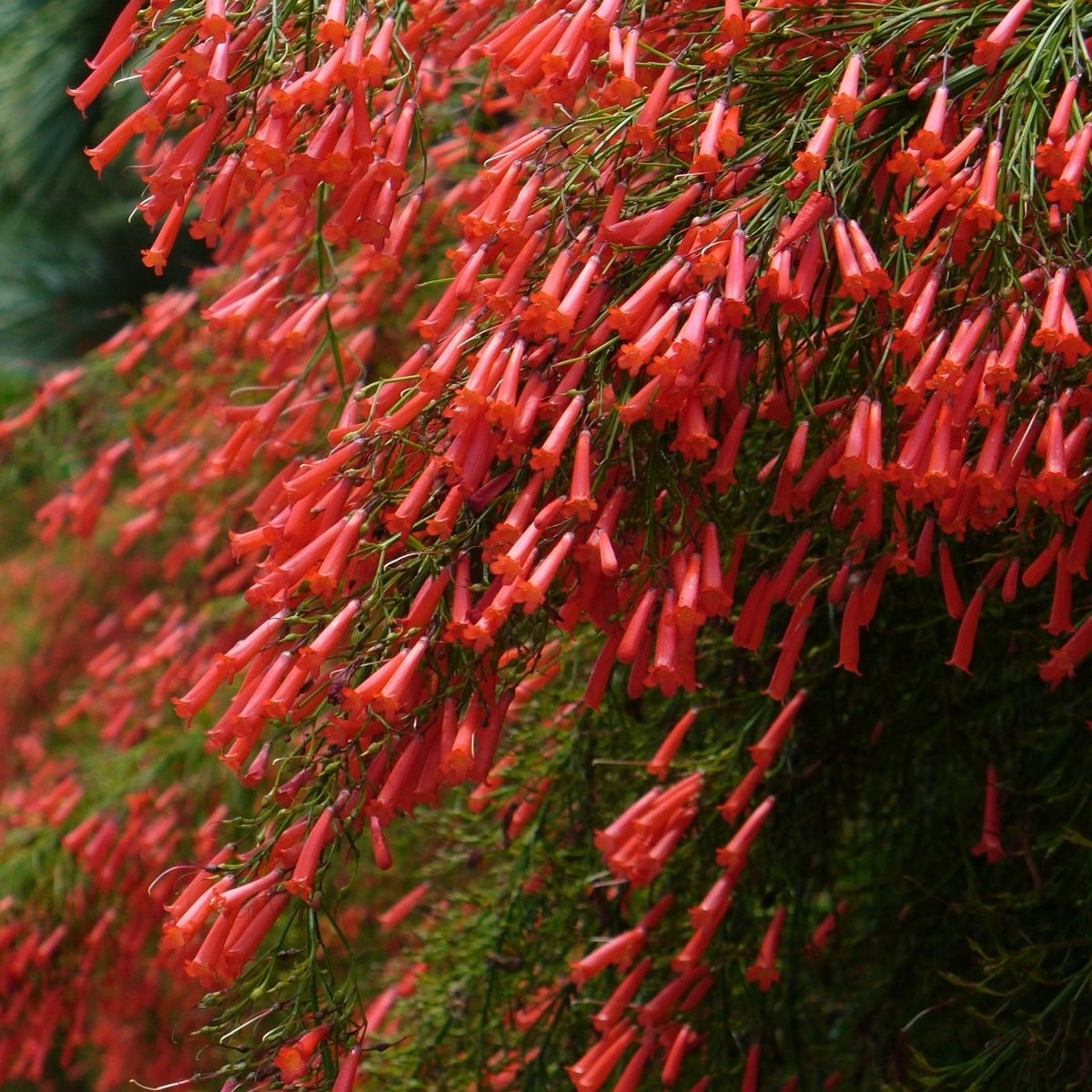 Firecracker