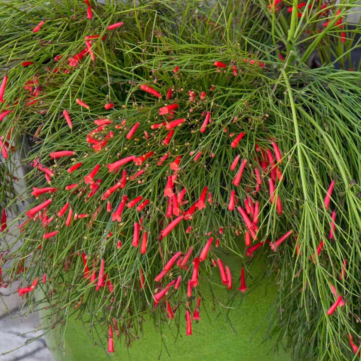 Firecracker