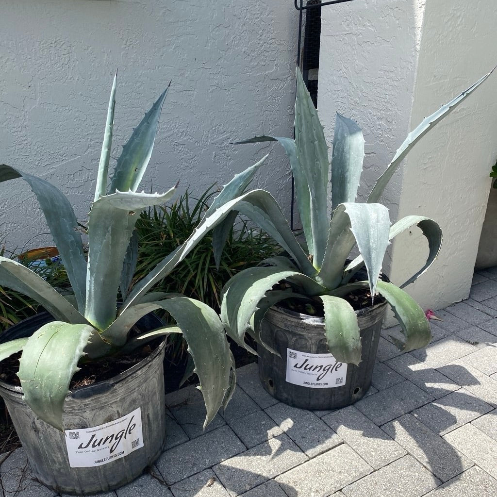 Blue Agave