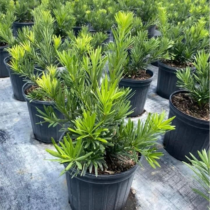 Dwarf Podocarpus