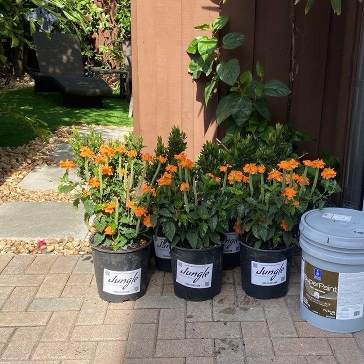 Crossandra