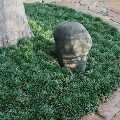 Dwarf Mondo