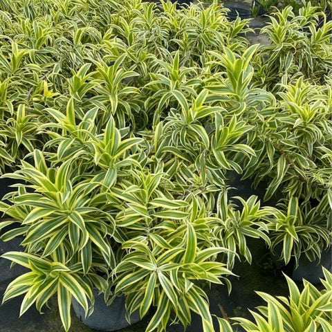 Variegated Song of India